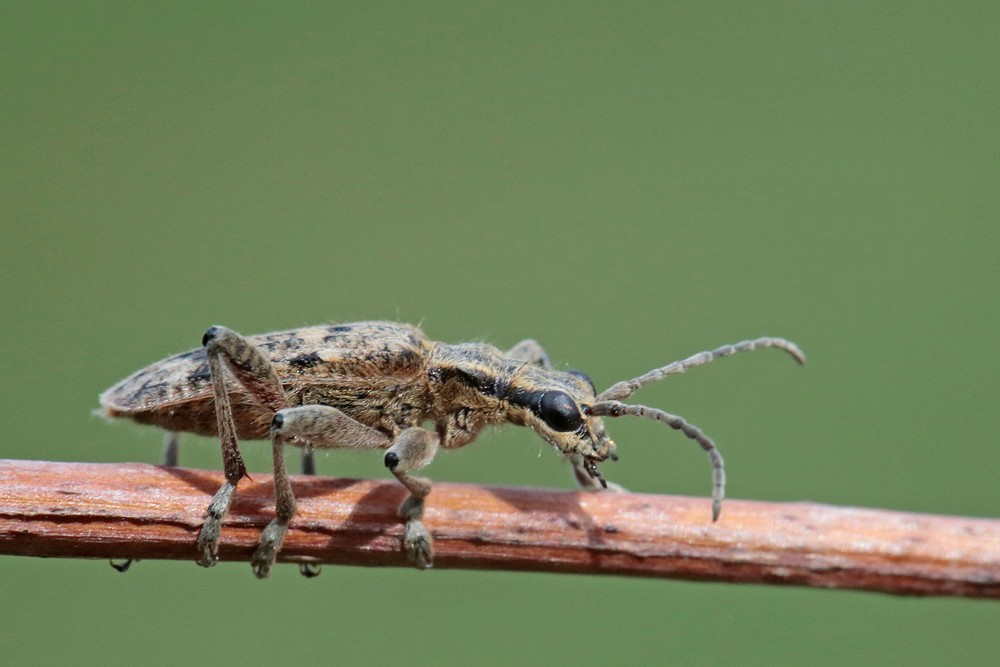 Rhagie inquisitrice (Rhagium inquisitor)