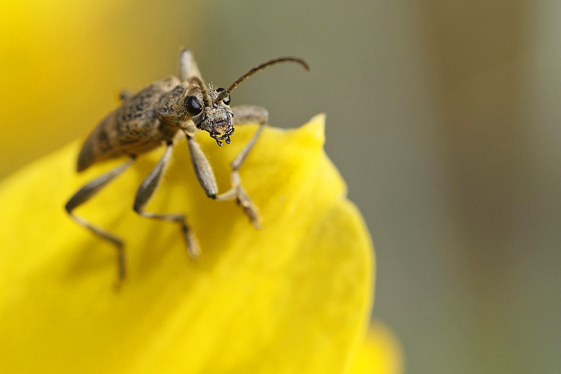 Rhagie mordante (Rhagium mordax)