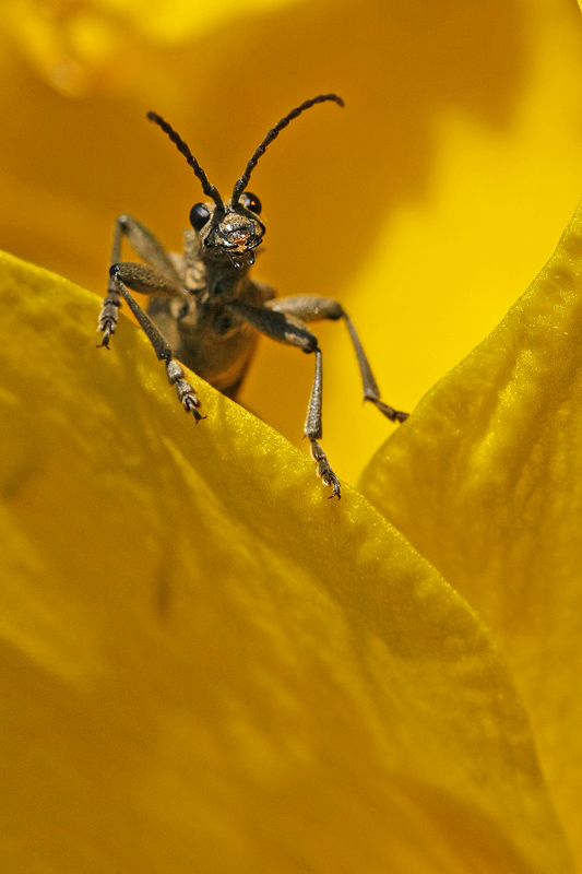 Rhagie mordante (Rhagium mordax)