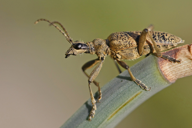 Rhagie mordante (Rhagium mordax)