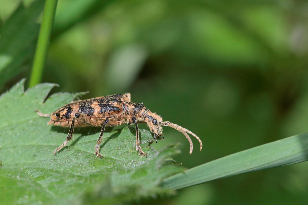 Rhagie sycophante (Rhagium sycophanta)