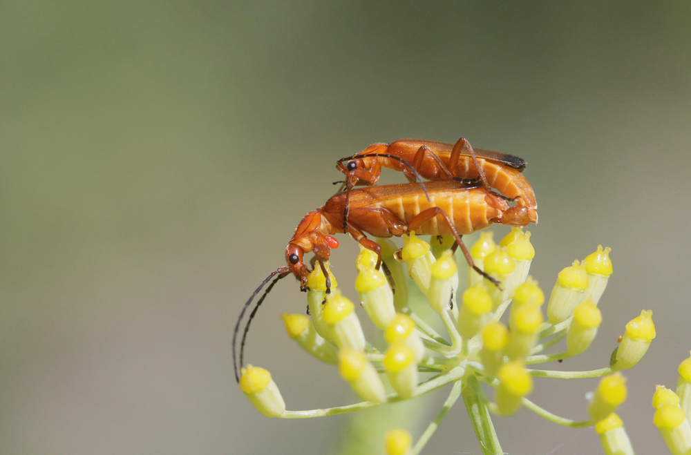 Téléphore fauve (Rhagonycha fulva)