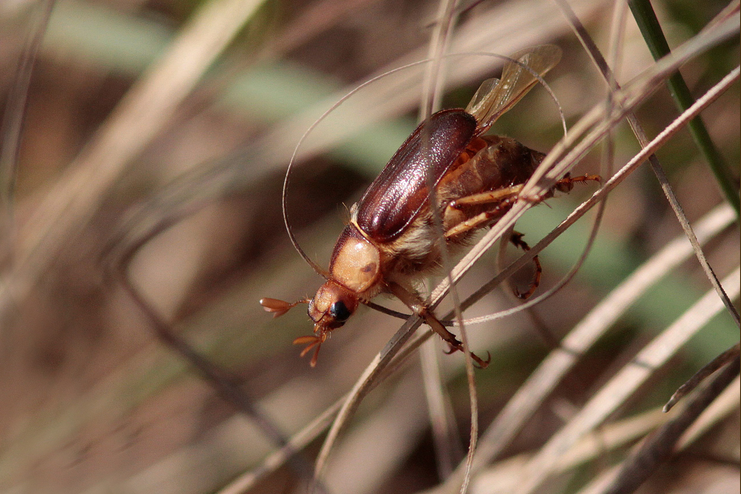 Hanneton (Rhizotrogus maculicollis)