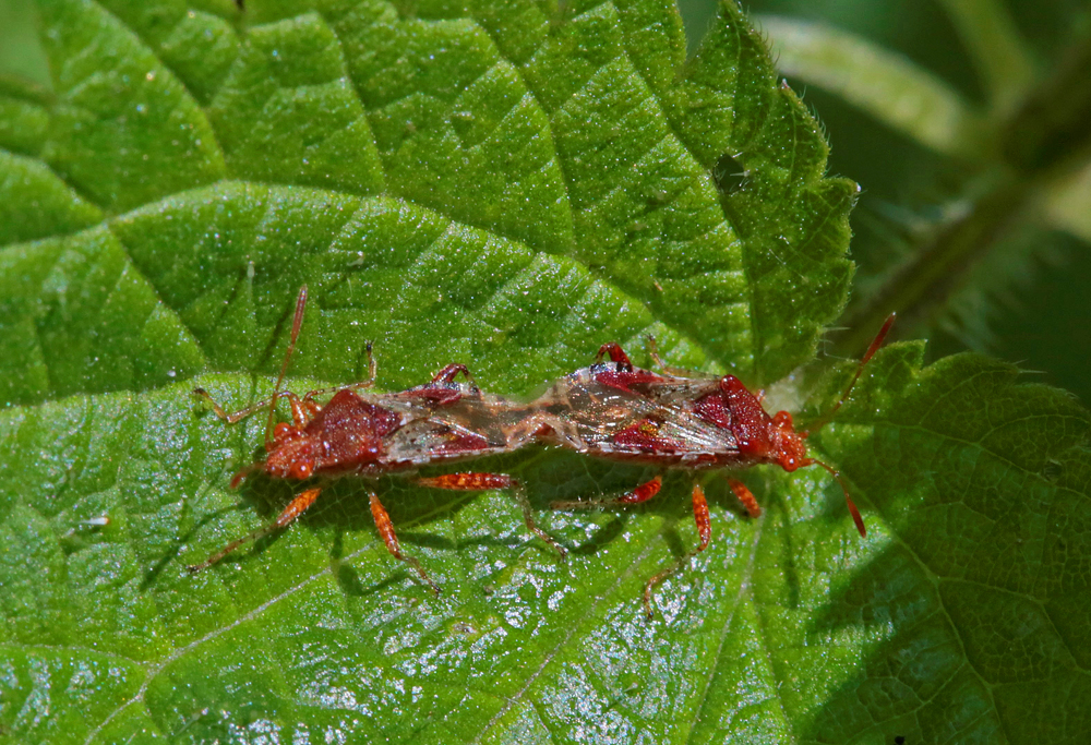 Rhopalus subrufus cple