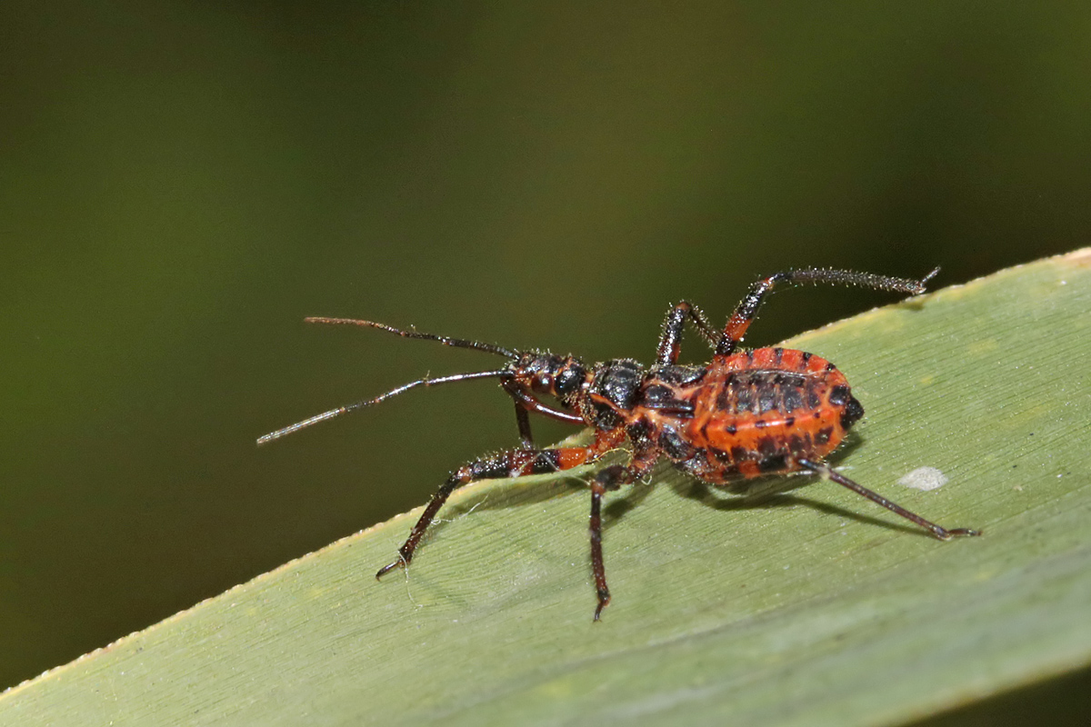 Réduve annelée (Rhynocoris annulatus) larve