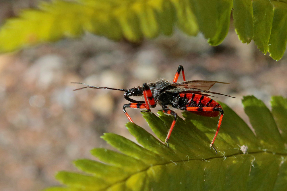Réduve annelée (Rhynocoris annulatus)