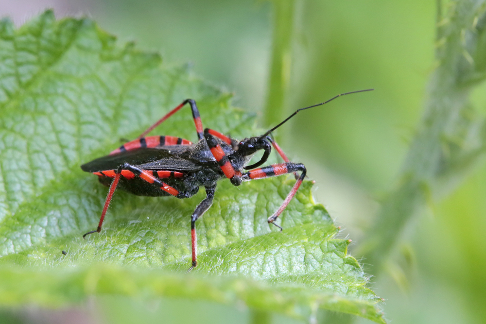 Réduve annelée (Rhynocoris annulatus)