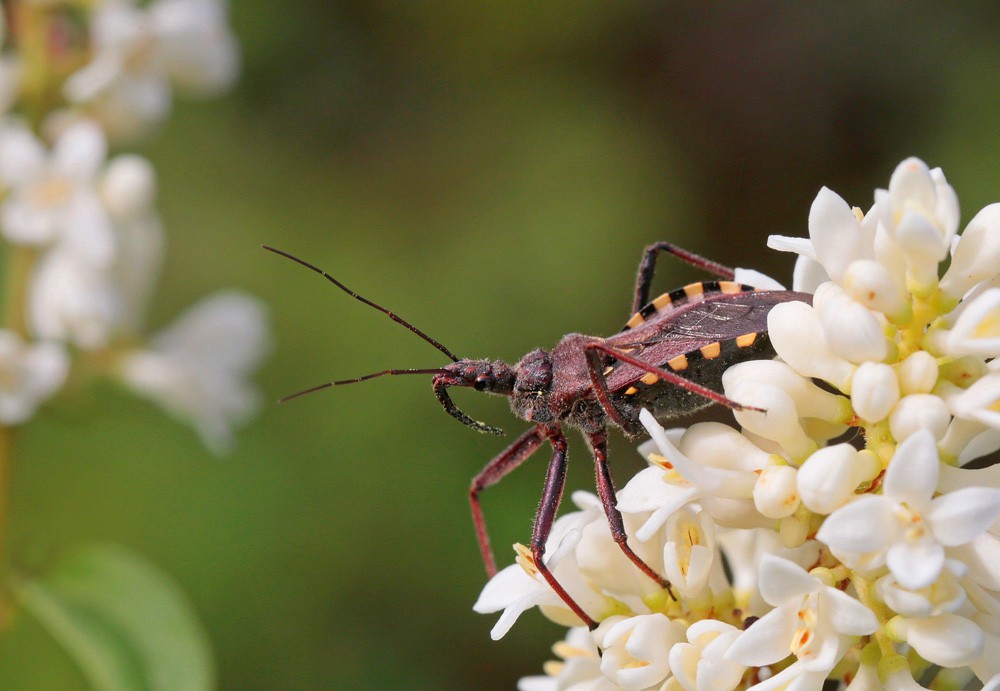 Réduve à pattes rouges (Rhynocoris erythropus)
