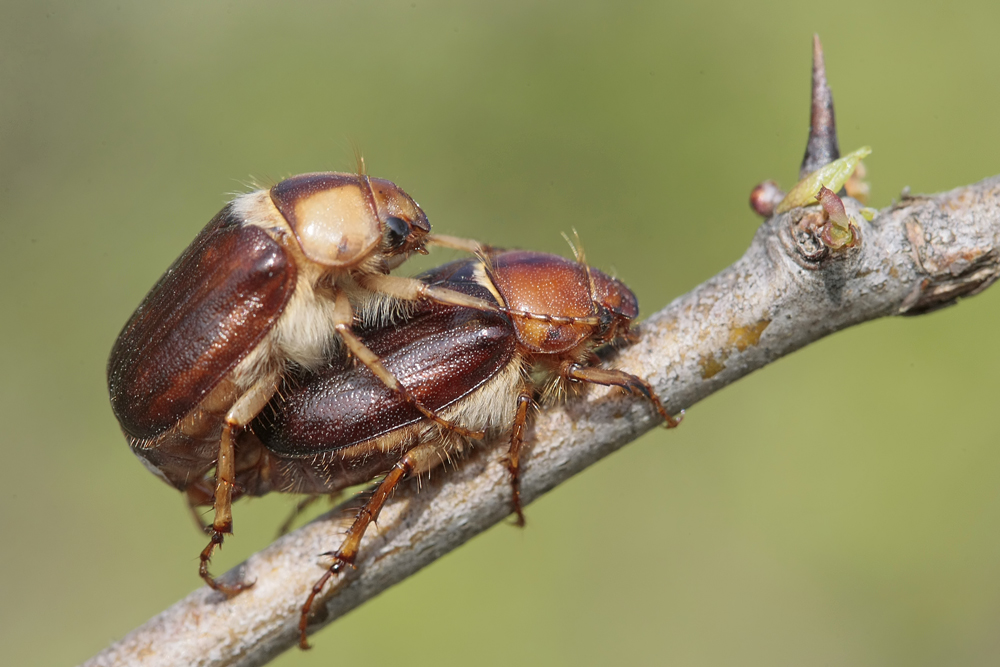 Hanneton (Rhizotrogus maculicollis)