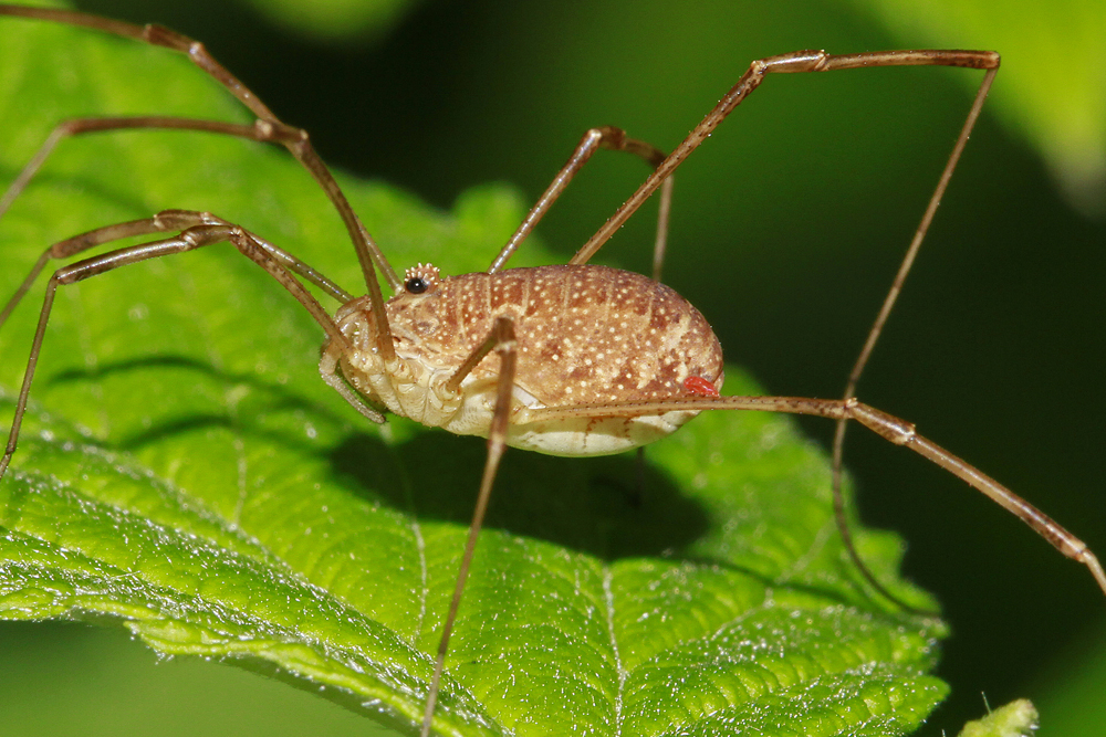 Opilion  Faucheux triangulaire (Rilaena triangularis)