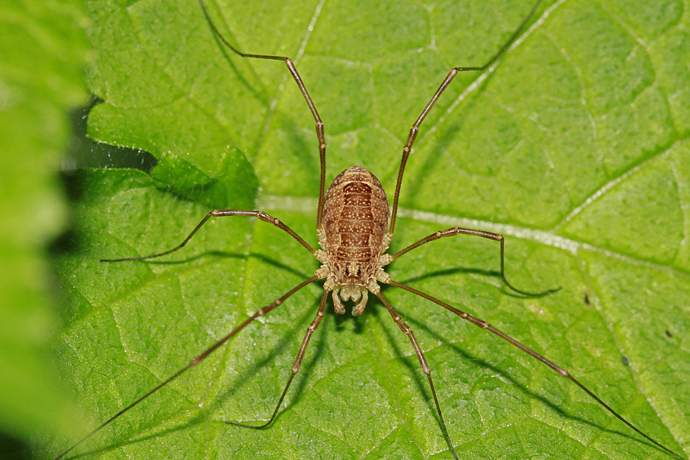 Opilion  Faucheux triangulaire (Rilaena triangularis)