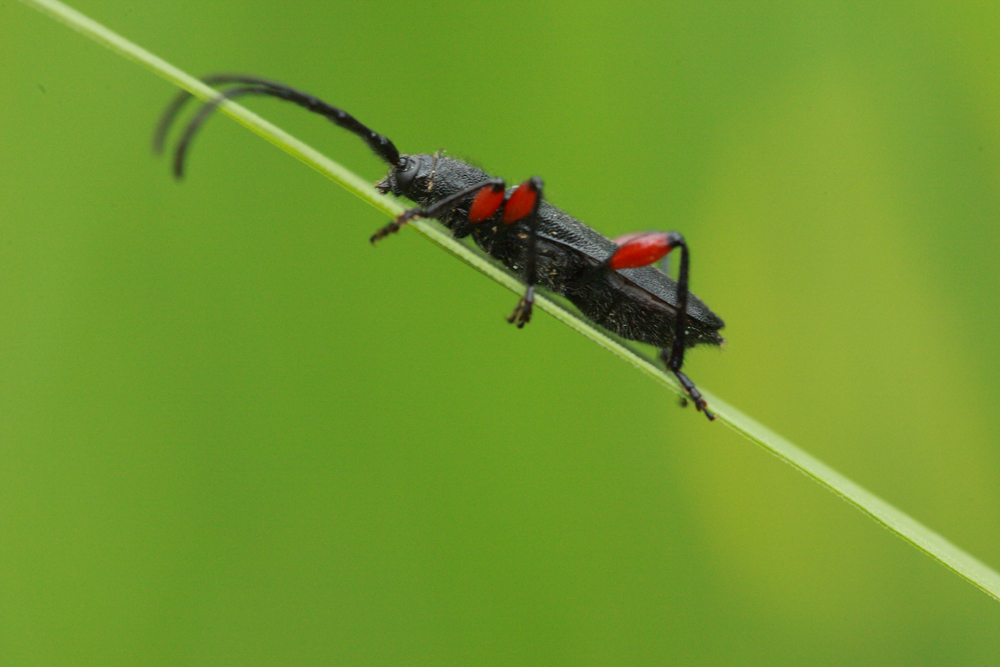 Longicorne (Ropalopus femoratus)