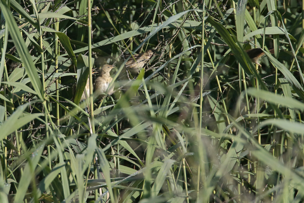 Rousserolle effarvatte (Acrocephalus scirpaceus)