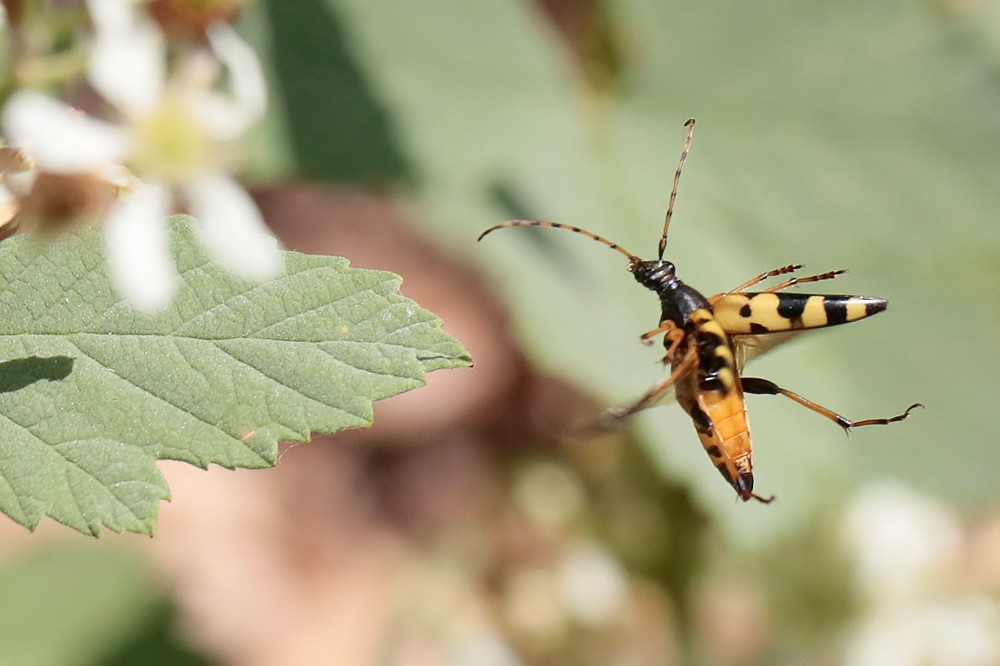 Lepture tachetée (Ruptela maculata)