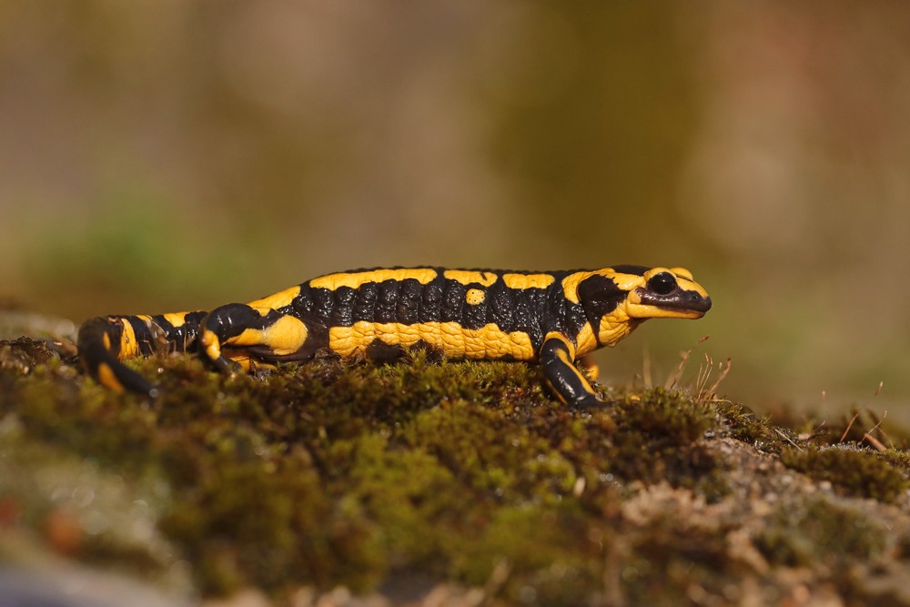 Salamandre tachetée (Salamandra salamandra)