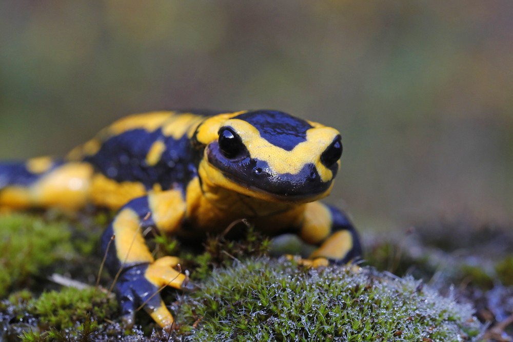 Salamandre tachetee (Salamandra salamandra)