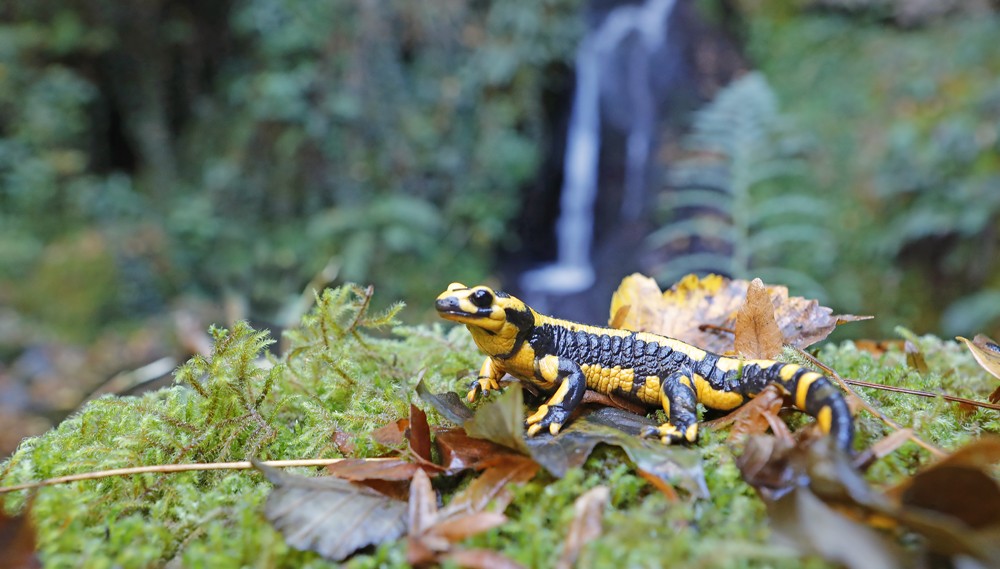 Salamandre tachetée (Salamandra salamandra)