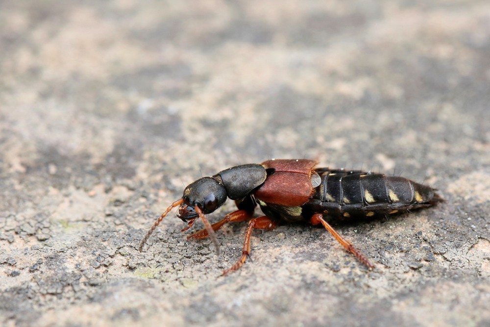 Staphylin (Saphylinus dimidiaticornis)