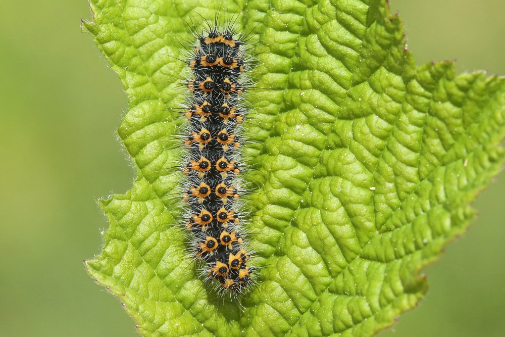 Le petit Paon de nuit (Saturnia pavonia)