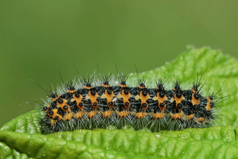 Le petit Paon de nuit (Saturnia pavonia)