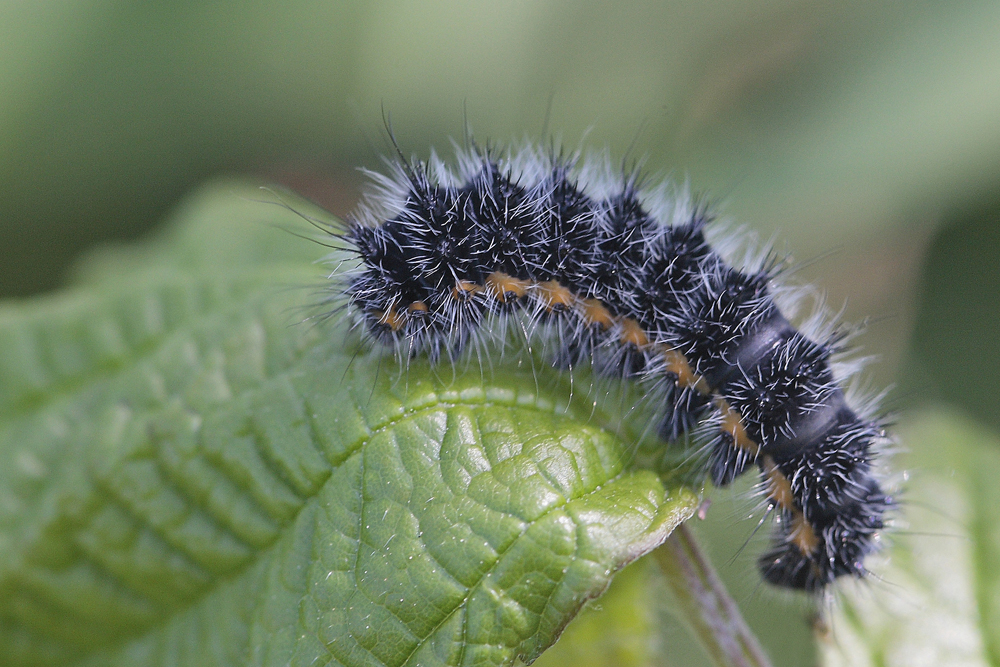 Le petit Paon de nuit (Saturnia pavonia)