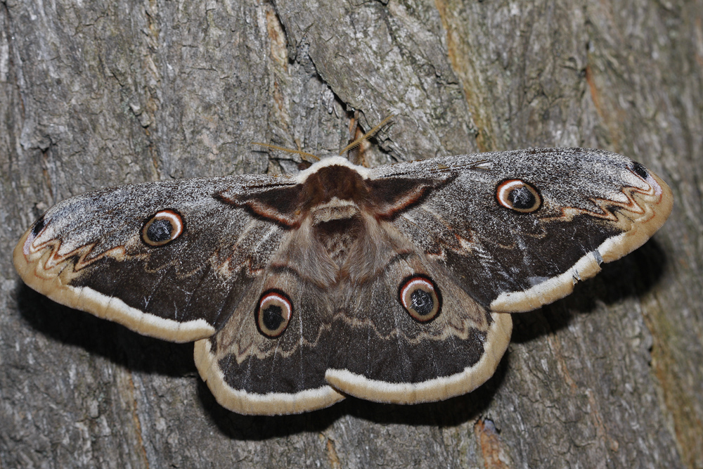 Le Grand paon de nuit (Saturnia pyri)