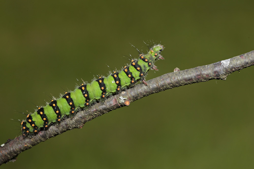 Le petit Paon de nuit (Saturnia pavonia)