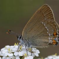 Thécla de l'acacia (Satyrium acaciae)