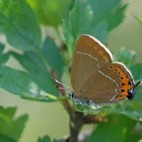 Thécla du prunier (Satyrium pruni)
