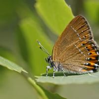 Thécla du prunier (Satyrium pruni)