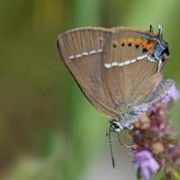 Thécla des nerpruns (Satyrium spini)