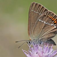 Thécla des nerpruns (Satyrium spini)
