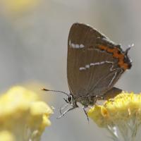 Thécla de l'orme (Satyrium W album)