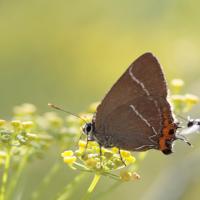 Thécla de l'orme (Satyrium W album)