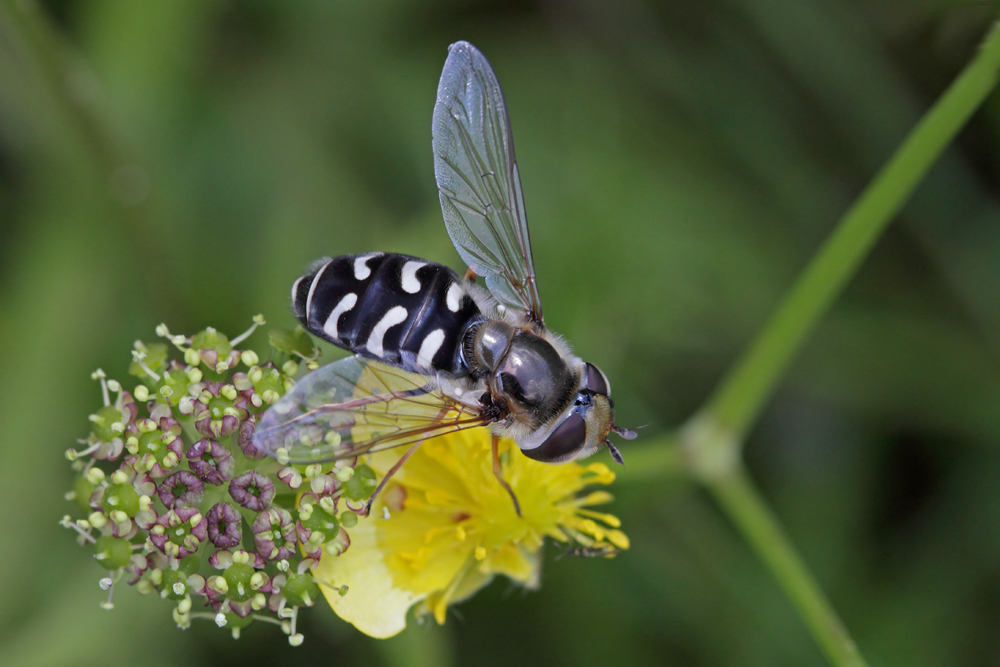 Syrphe du poirier (Scaeva pyrastri)