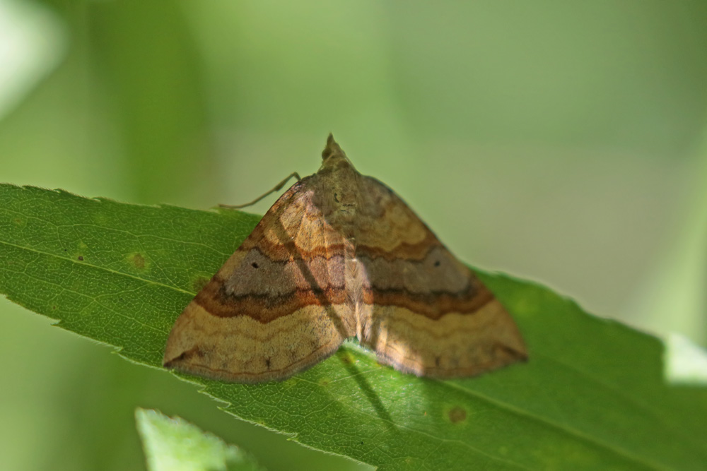 La Phalène de l'ansérine (Scotopteryx chenopodiata)