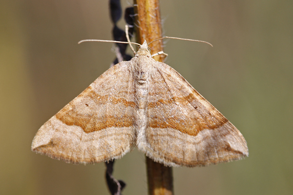La Phalène de l'ansérine (Scotopteryx chenopodiata)