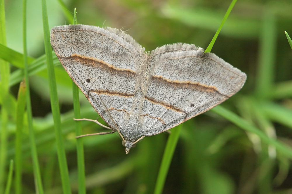 L' Ortholite plombée (Scotoptéryx luridata)