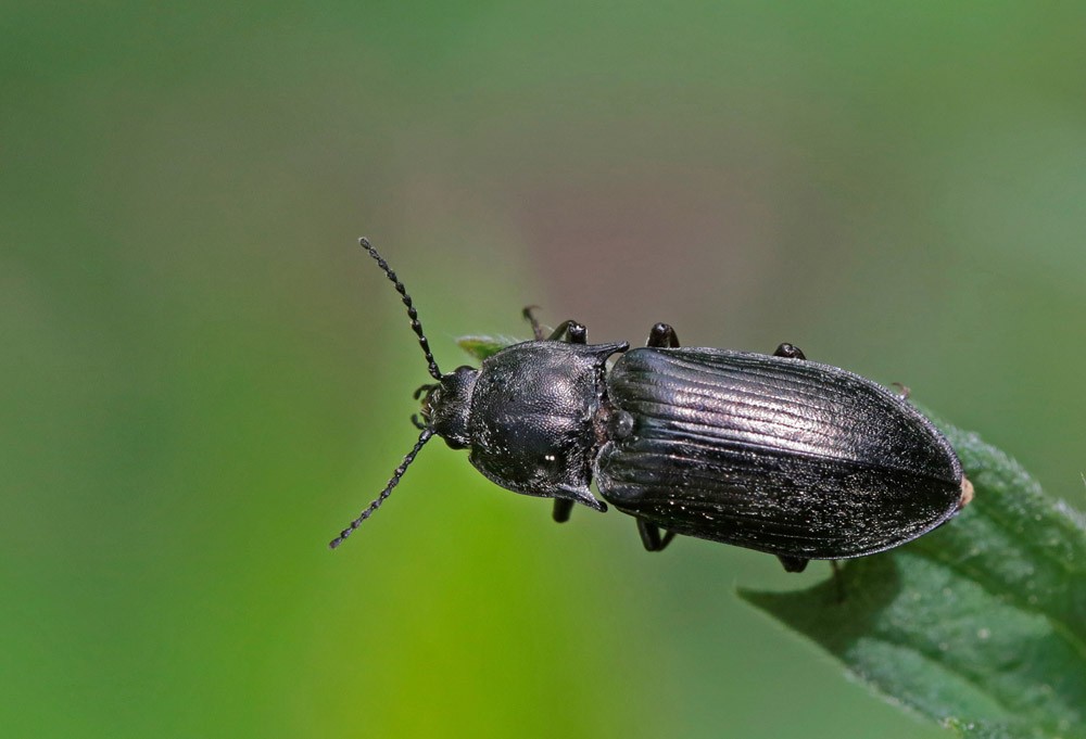 Taupin (Selatosomus gravidus)