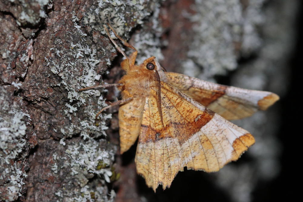 L' Ennomos lunaire (Selenia lunularia)