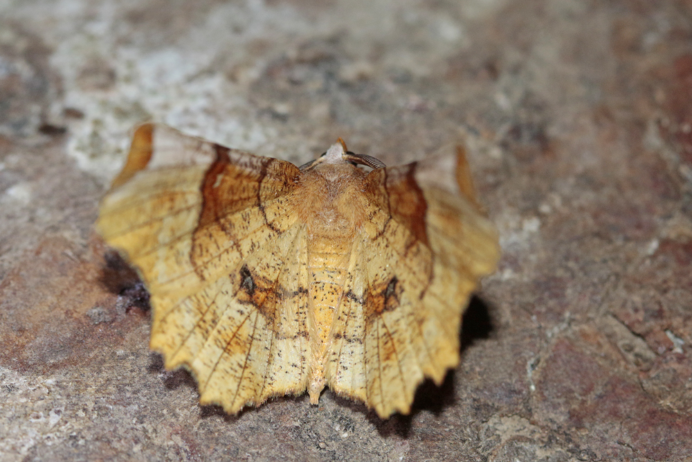 L' Ennomos lunaire (Selenia lunularia)