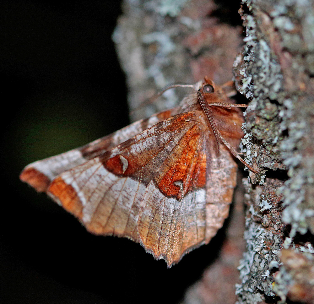 L' Ennomos illustre (Selenia tetralunaria)