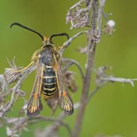 Sésie ichneumon (Bembecia ichneumoniformis)