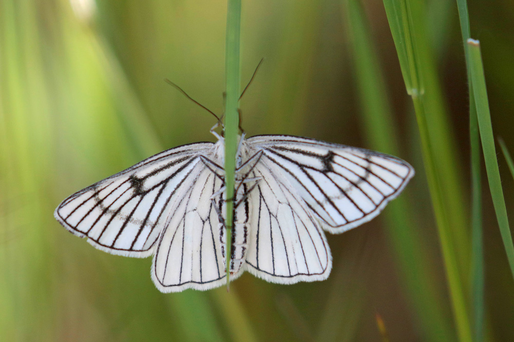 La Fiancée (Siona lineata)