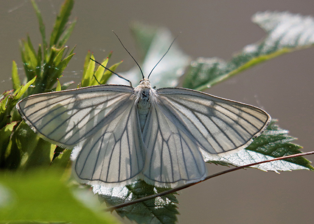 La Fiancée (Siona lineata)