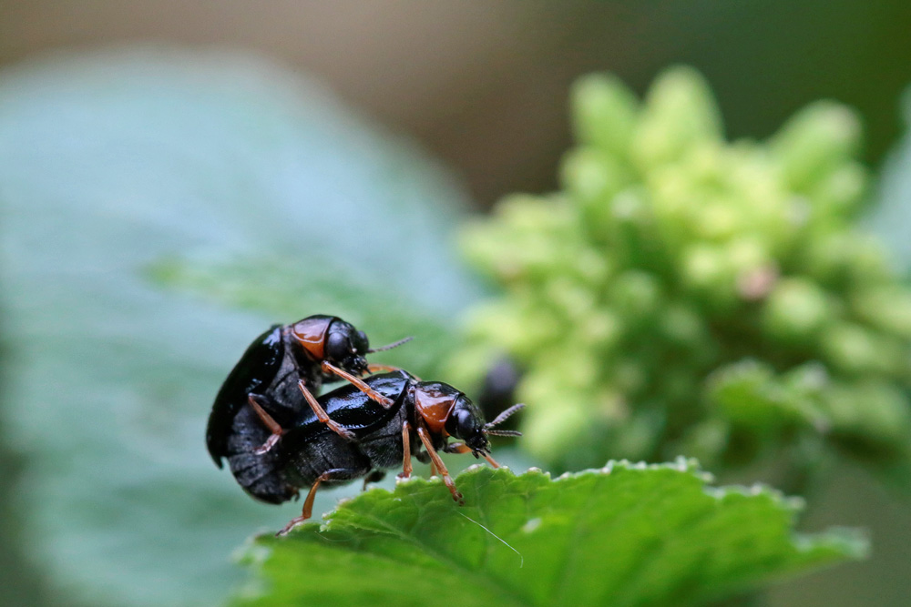 Chrysomèle dorée (Smaragdina aurita)