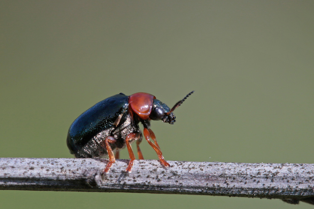 Chrysomèle des saules (Smaragdina salicina)