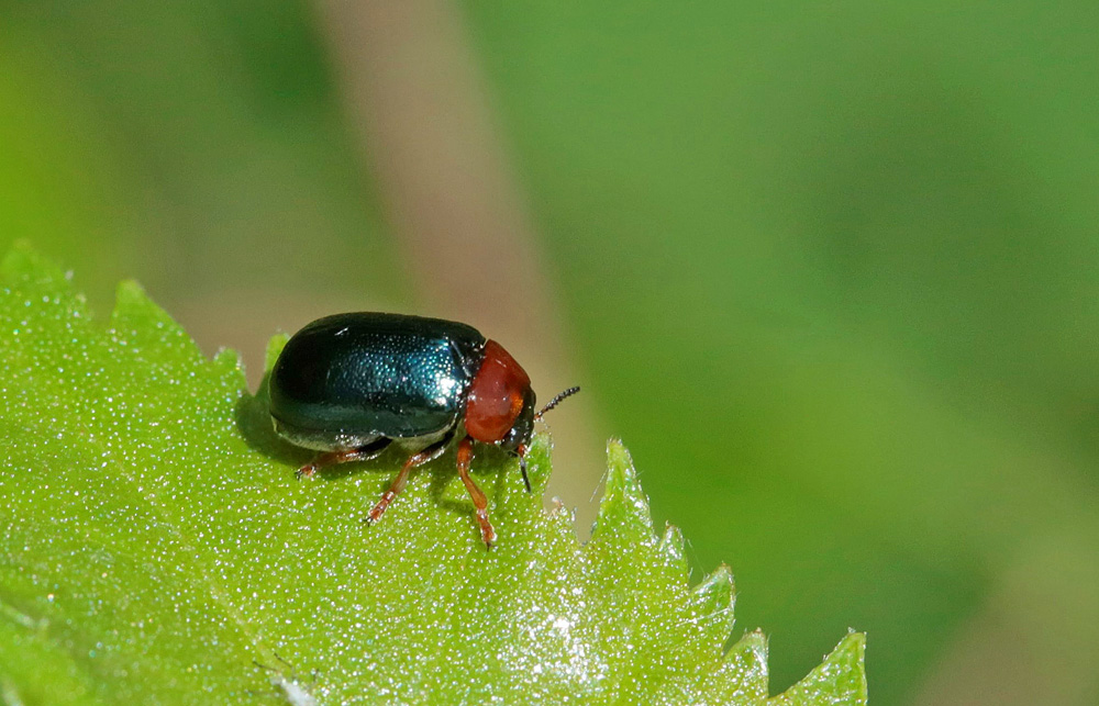 Chrysomèle des saules (Smaragdina salicina)