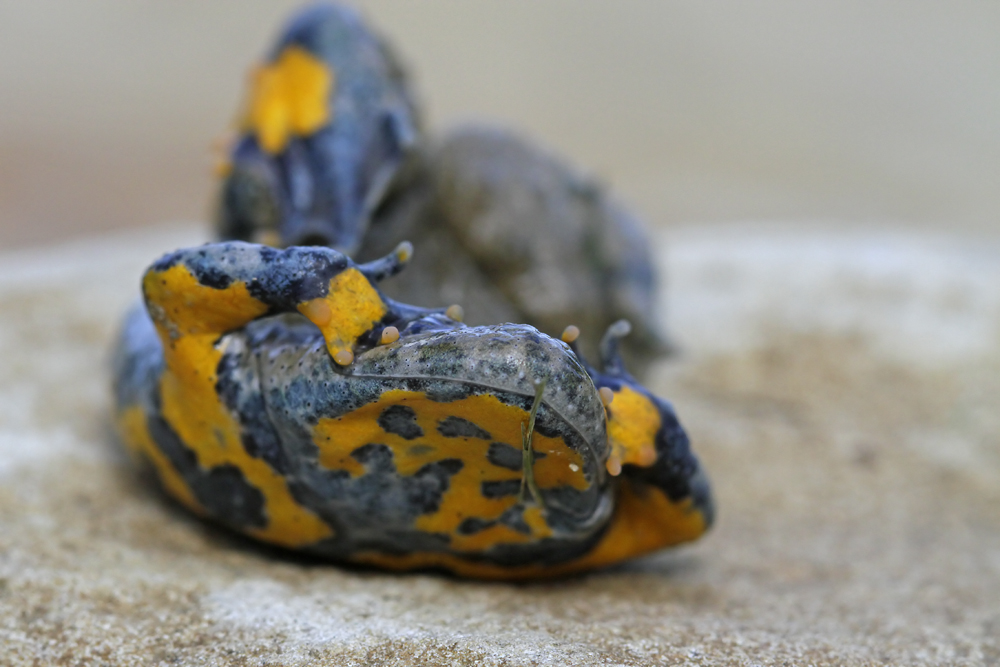 Sonneur à ventre jaune (Bombina variegata)