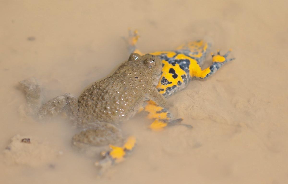 Sonneur à ventre jaune (Bombina variegata)